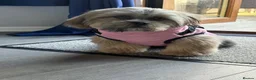 Shih Tzu dogs for stud: Mr Drake - Advert 4
