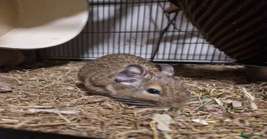 Degus rodents - Advert 10