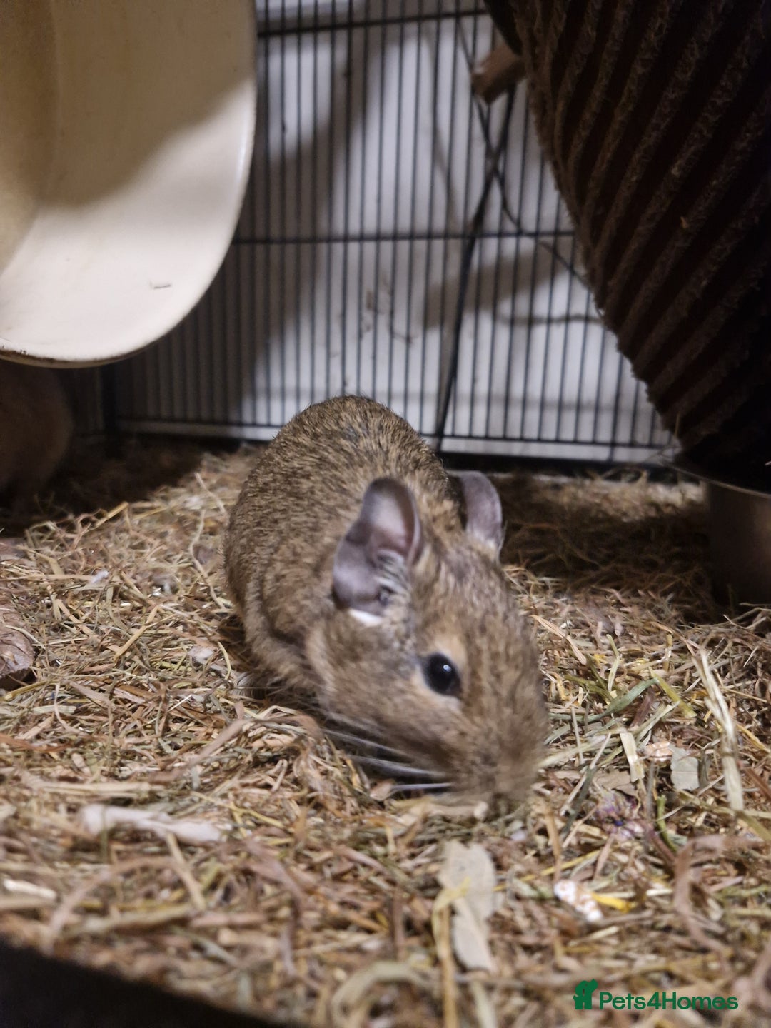 Degus rodents for sale: Female degus (EXCLUDING CAGE) - Image 2