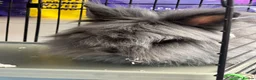 Lionhead rabbits for sale: Beautiful Double Lionhead Baby Rabbits  - Advert 8