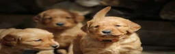 Golden Retriever dogs for sale: KC Registered Working Golden Retriever Puppies - Advert 19