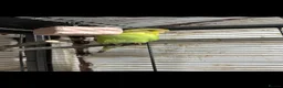 Budgerigars birds for sale: Young budgies for sale - Advert 4