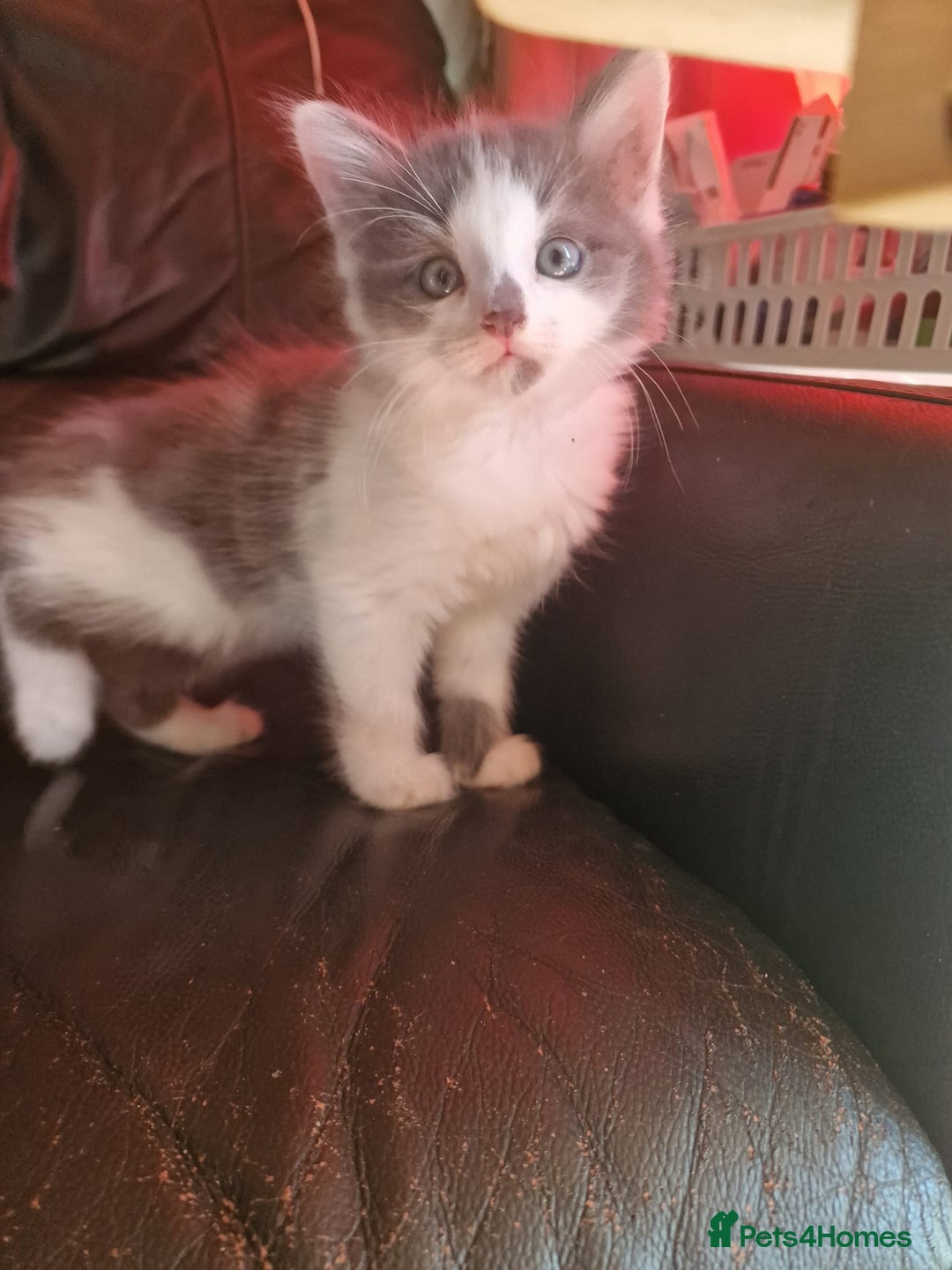 Mixed Breed cats for sale: Cuddly fluffy kittens  - Image 9