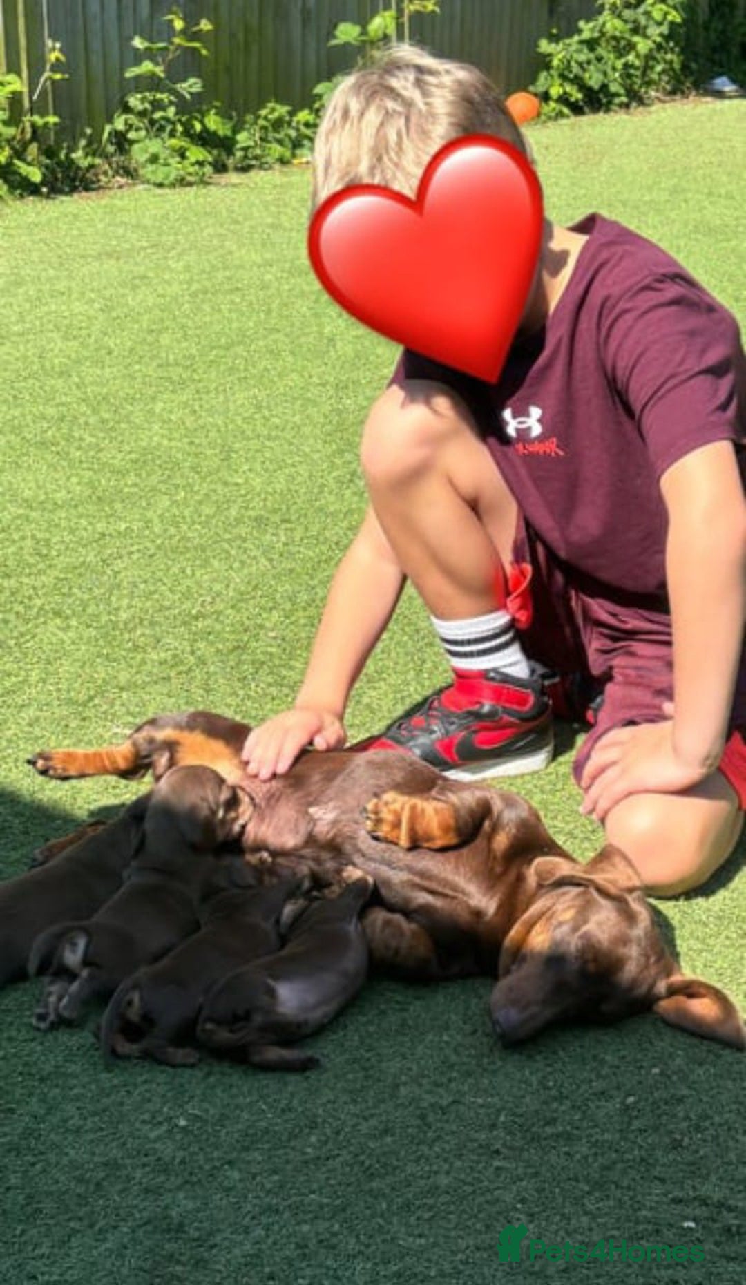 Miniature Dachshund dogs for sale: BEAUTIFUL MINIATURE DACHSHUND PUPPIES - Image 2