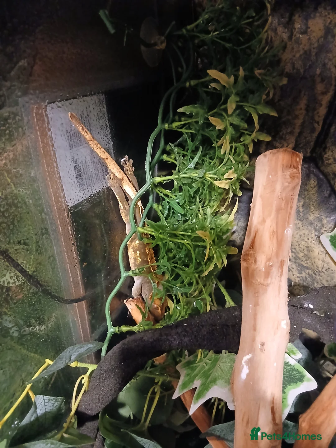 Lizard reptiles for sale: Multiple lizards !!PLEASE READ DESCRIPTION!!!  - Advert 20