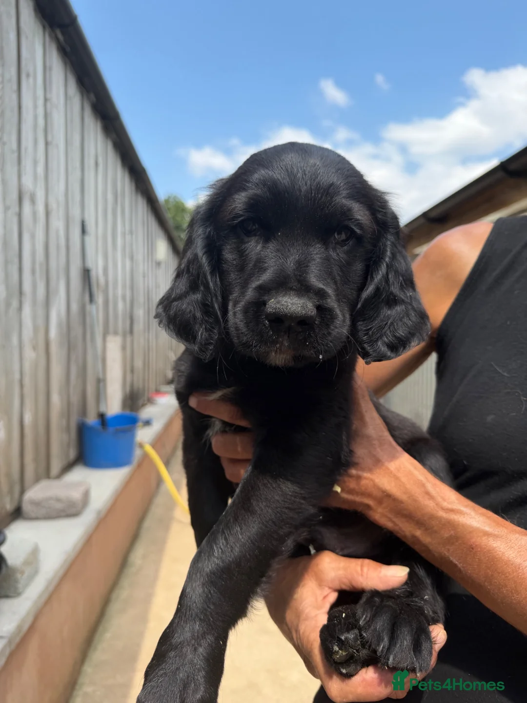 Goldador dogs for sale: Ready for their new forever homes  - Advert 6