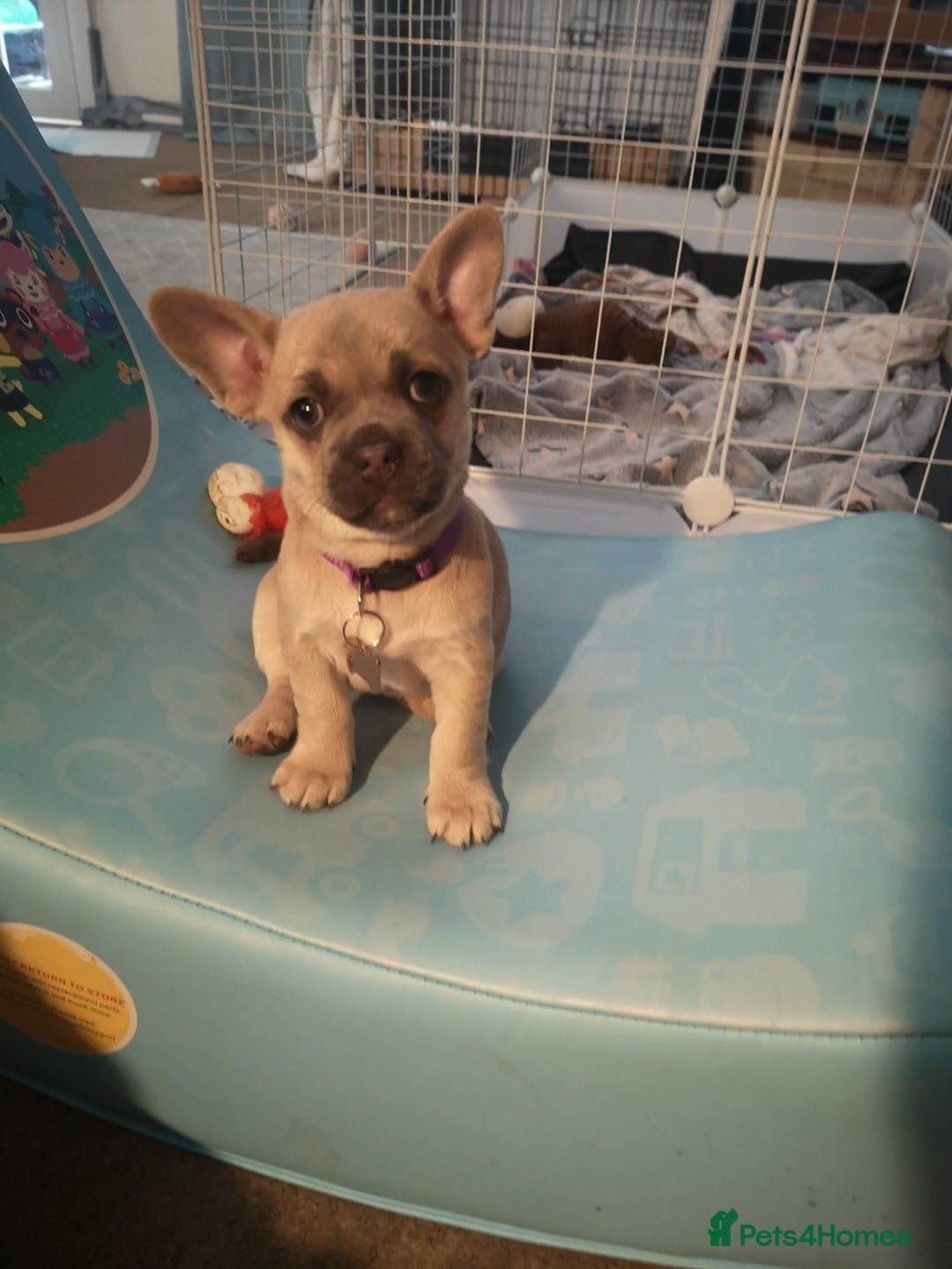 Mixed Breed dogs for sale: French Bulldog and Chihuahua Cross - Image 5
