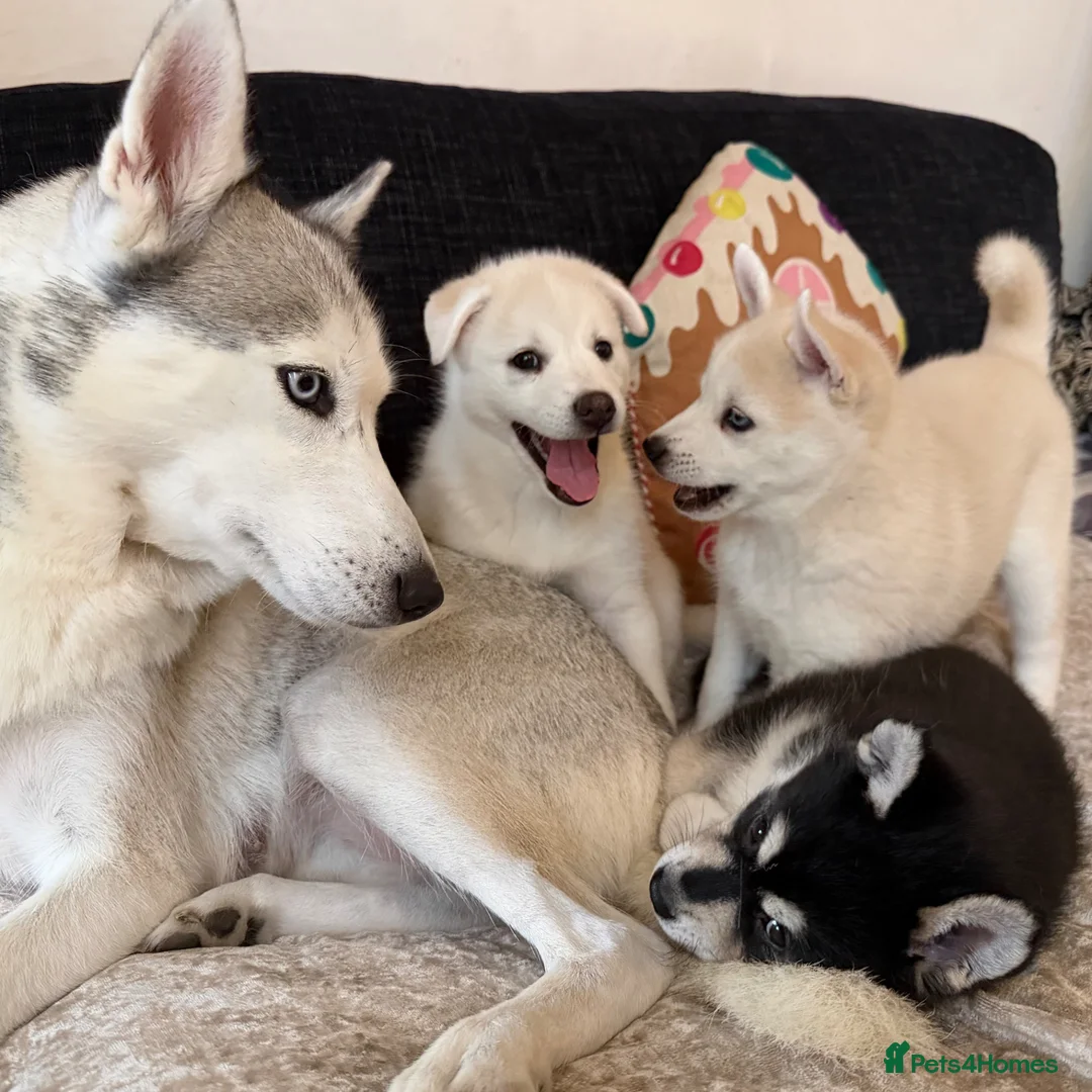 Pomsky dogs for sale: 3 Adorable Pomsky Puppies  - Advert 1