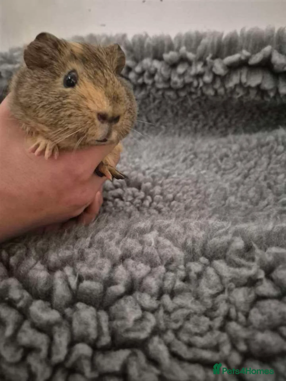Guinea Pig rodents for sale: Two male guinea pigs 3 months old come with set up - Advert 2