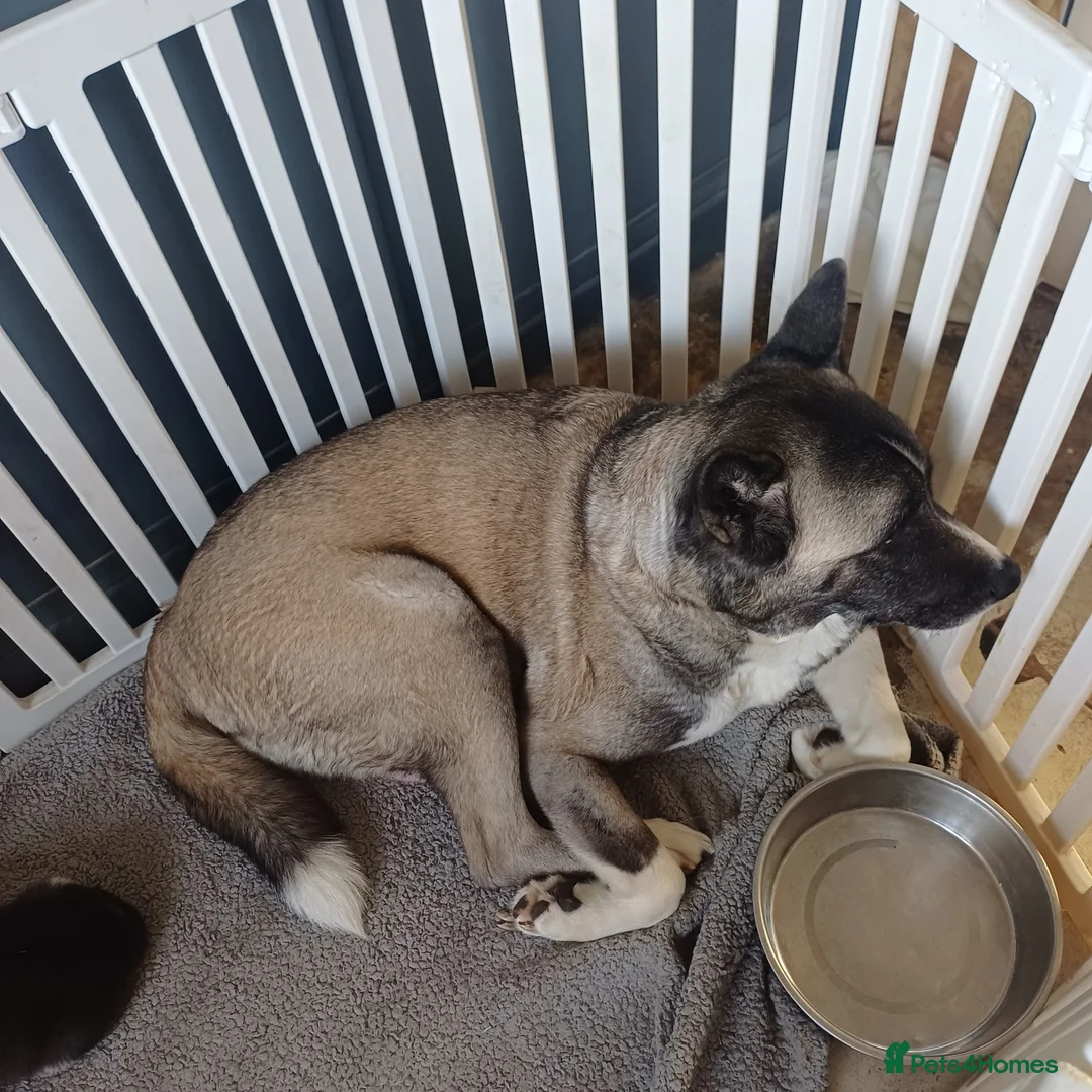 Akita dogs for sale: American akita puppies  in Stoke-on-Trent - Advert 1