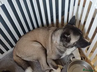 Akita dogs American akita puppies - Advert 1