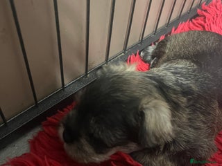 Miniature Schnauzer dogs 2 boys looking for excellent homes - Advert 4