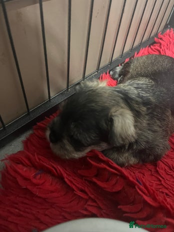 Miniature Schnauzer dogs 2 boys looking for excellent homes - Advert 1