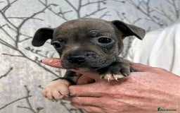 Mixed Breed dogs for sale: French Bulldog x Staffie Puppies - Rare colours - Image 1