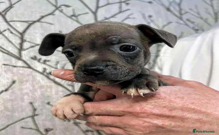 Mixed Breed dogs - Advert 7