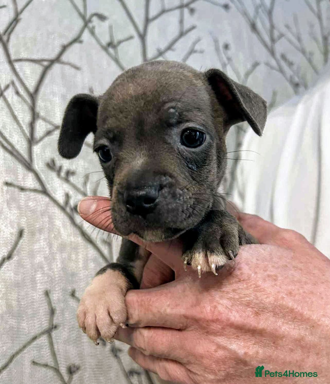 Mixed Breed dogs for sale: French Bulldog x Staffie Puppies - Rare colours - Image 1