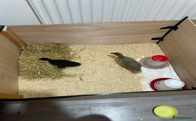 Mixed Breed birds - Advert 2