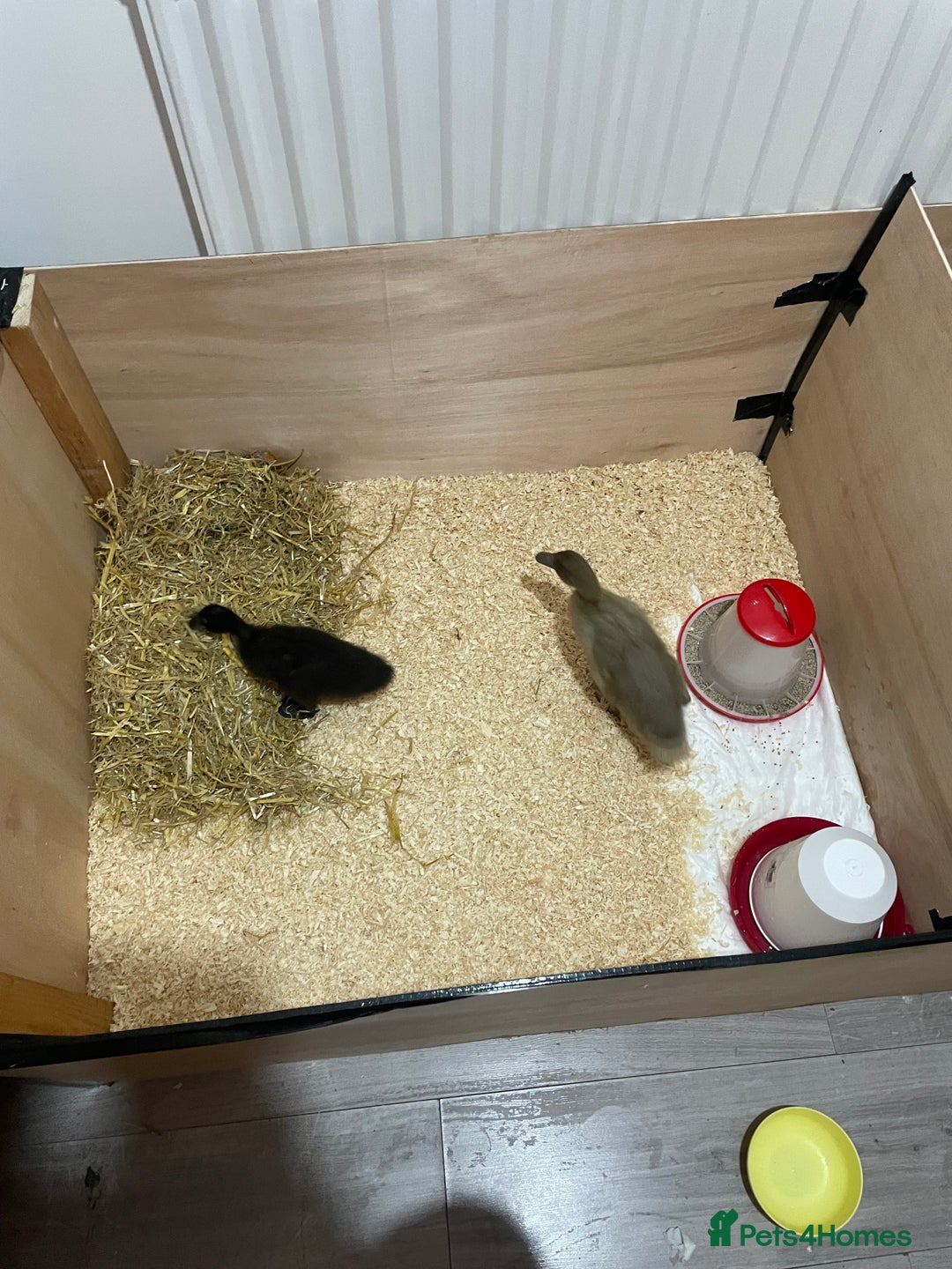Mixed Breed birds for sale: Baby ducks  - Image 1