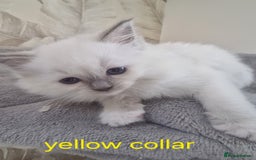 Ragdoll cats for sale: Ready to collect-Blue Point Kittens-Vaccinated - Image 17