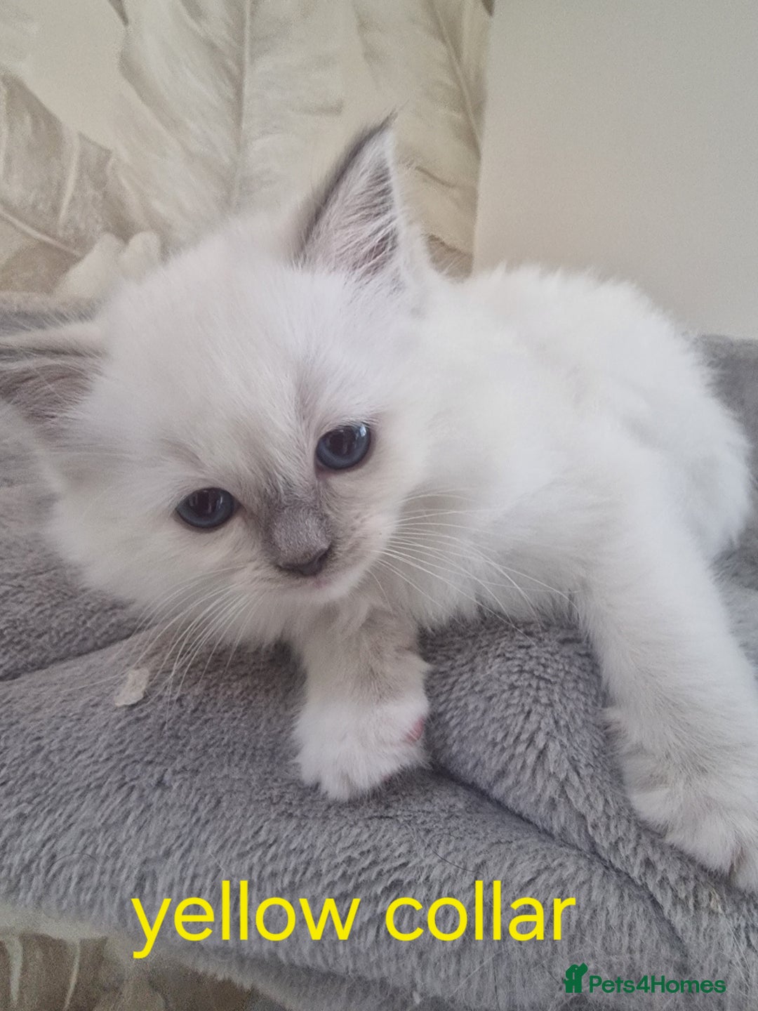 Ragdoll cats for sale: Ready to collect-Blue Point Kittens-Vaccinated - Image 17