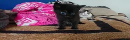 Mixed Breed cats for sale: Adorable LAST boy left. La Perm X - Advert 1