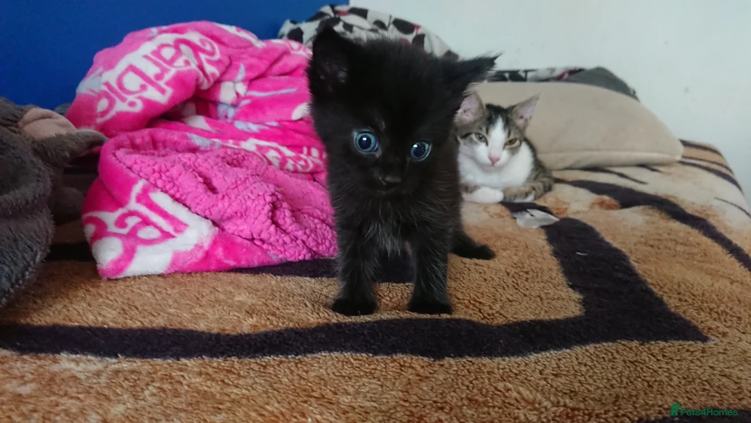 Mixed Breed cats for sale: Adorable LAST boy left. La Perm X - Advert 1