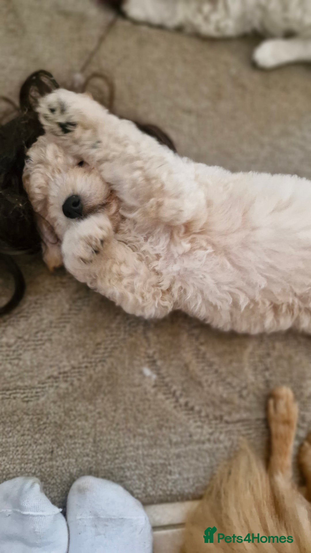 Mixed Breed dogs for sale: Maltipoo puppies All sold.  - Image 16