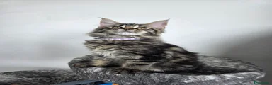 Maine Coon 4