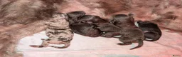 Cockapoo dogs for sale: Rare breed of cocktail Pasties, F1B Cockerpoos - Advert 24