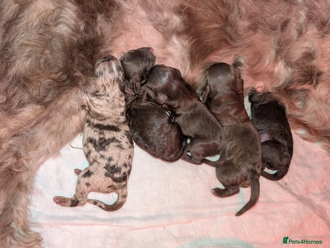 Cockapoo dogs for sale: 2 curly chocolate brown boys F1b cockapoos - Advert 2