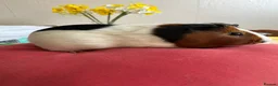 Guinea Pig rodents for sale: Male tort and white guinea pig in Walsall - Advert 2