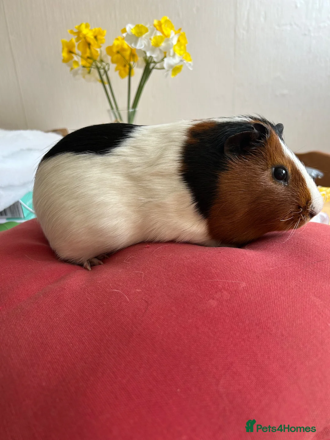 Guinea Pig rodents for sale: Male tort and white guinea pig in Walsall - Advert 2