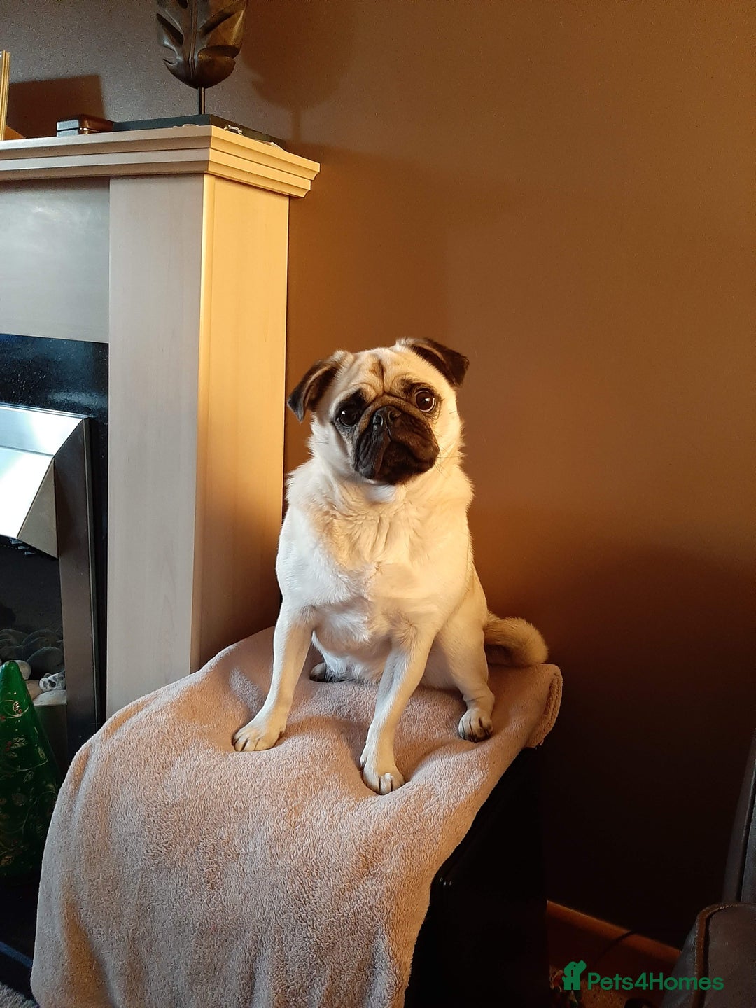 Pug dogs for sale: Porscha requires new home as moving abroad  - Image 4