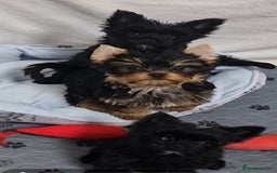 Yorkshire Terrier dogs for sale: Yorkshire Terrier puppies  - Image 12