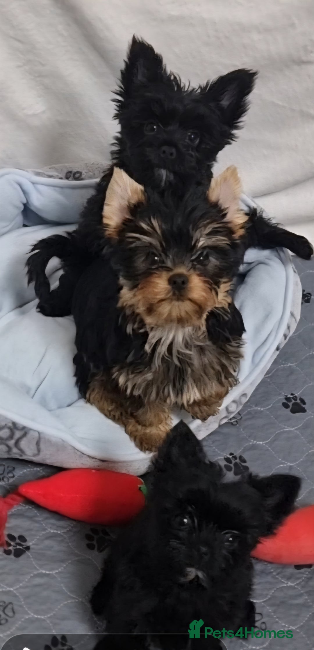 Yorkshire Terrier dogs for sale: Yorkshire Terrier puppies  - Image 12