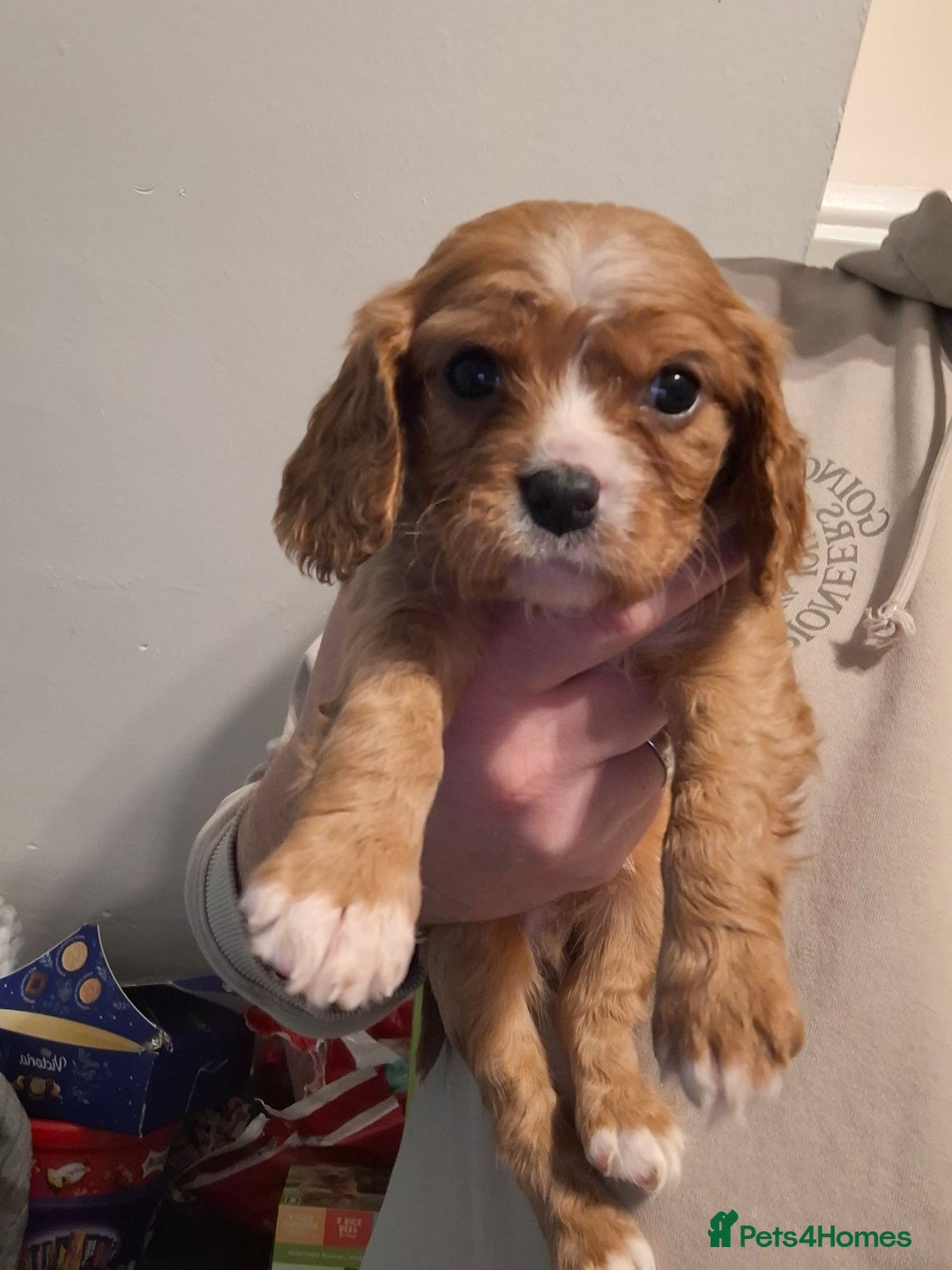Cavapoo dogs for sale: Beautiful cavapoo F1b  - Advert 4