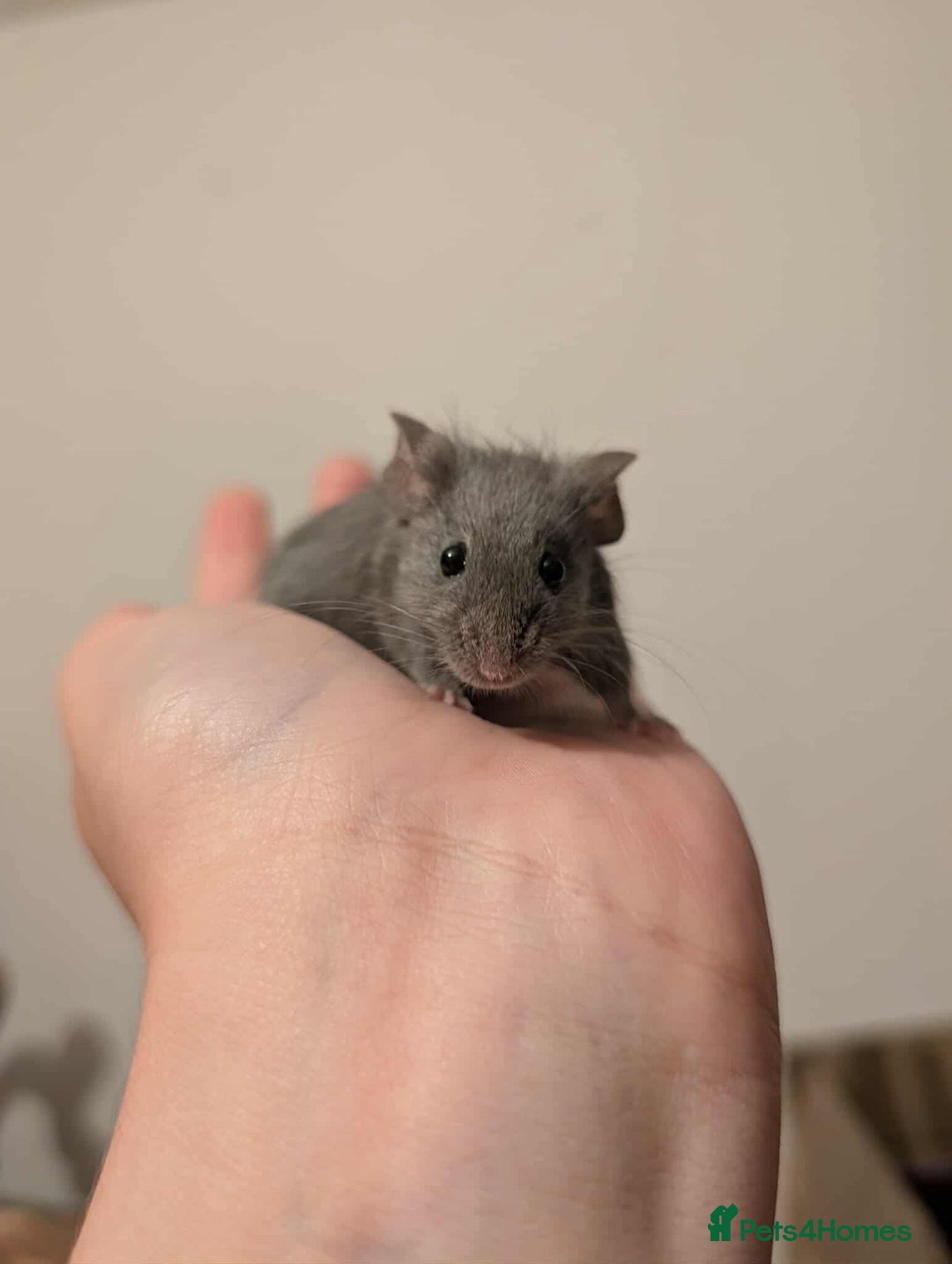Mouse rodents for sale: 6 Beautiful Young Female Mice - Image 6