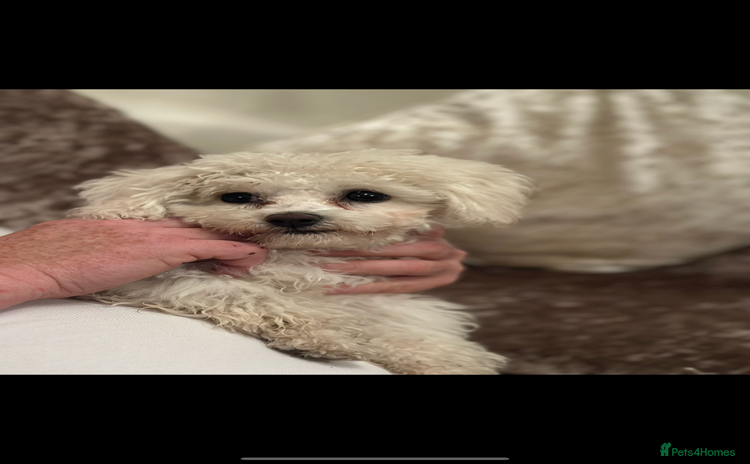 Bichon Frise dogs - Advert 1