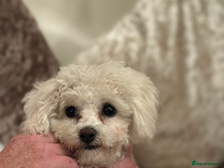 Bichon Frise dogs - Advert 1