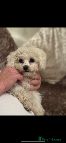 Bichon Frise dogs - Advert 1