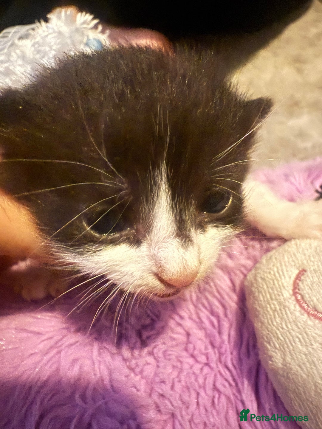 Mixed Breed cats for sale: Mixed breed kittens  - Image 4
