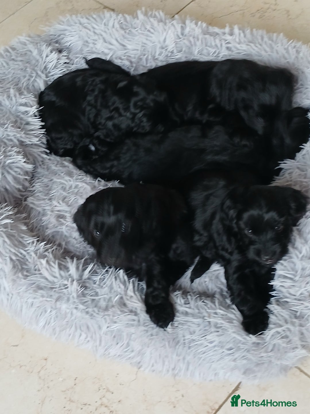 Cockapoo dogs for sale: Toy Cockapoo Puppies Looking for Loving Homes - Advert 11