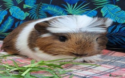 Guinea Pig rodents for sale: Handsome crested agouti shelte breed  - Image 13