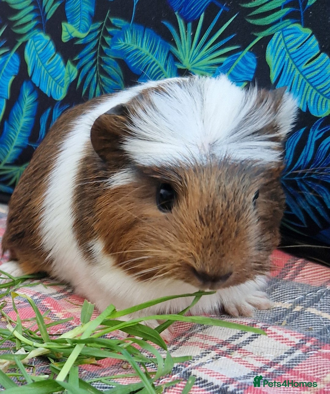 Guinea Pig rodents for sale: Handsome crested agouti shelte breed  - Image 13