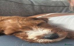 Cavapoo dogs for sale: Cavapoo 9weeks old - Image 2