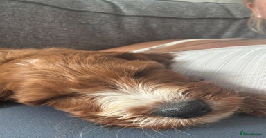 Cavapoo dogs - Advert 4