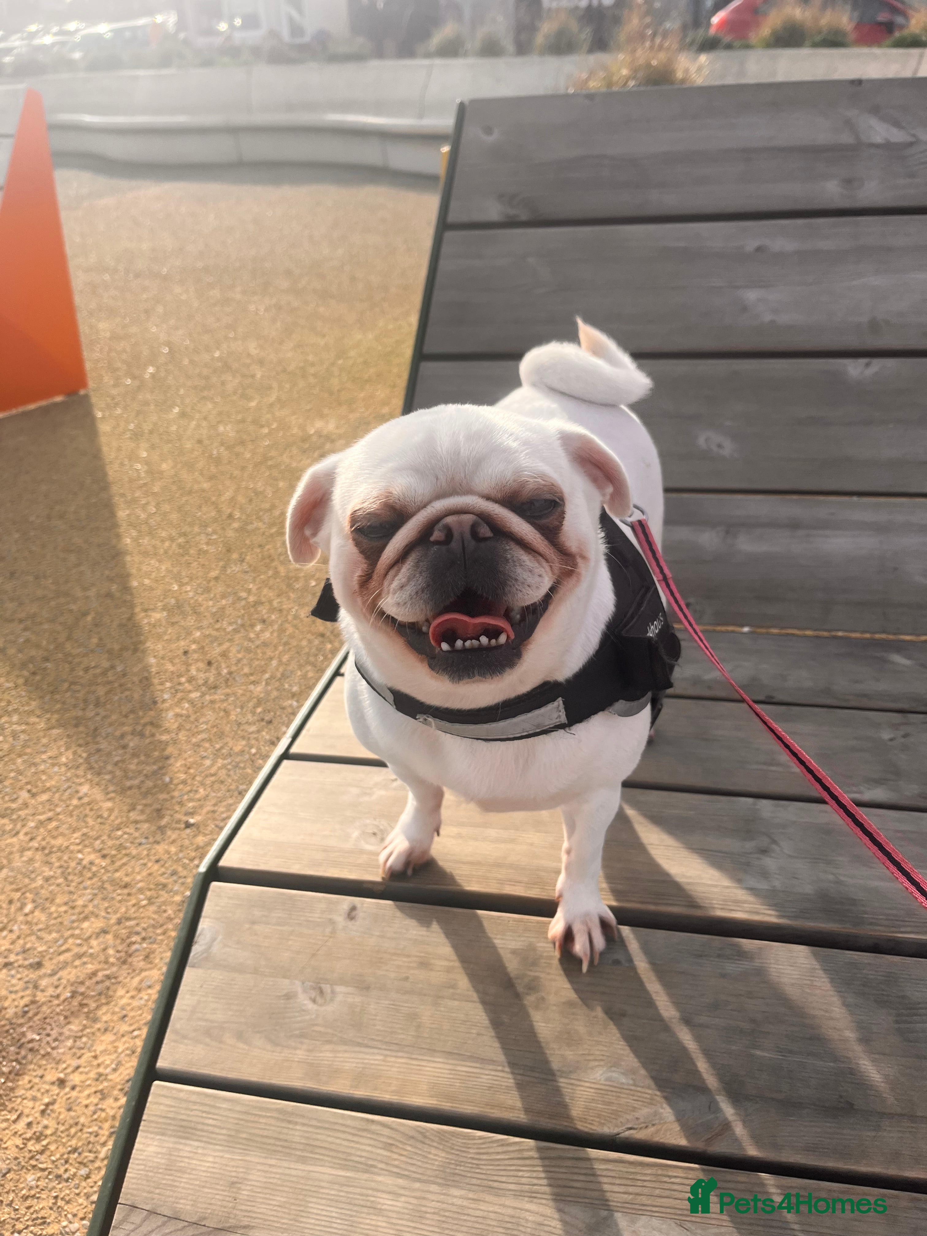 Pug dogs White pug - Advert 1