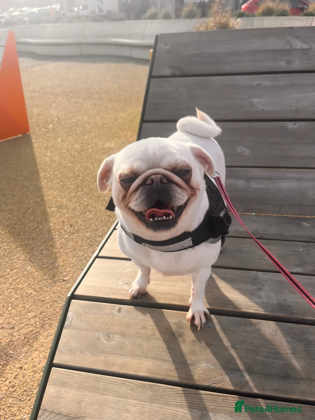 Pug dogs for sale: White pug - Advert 1