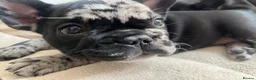 French Bulldog dogs for sale: Beautiful French bulldog puppies - Advert 24