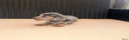 Miniature Dachshund dogs for sale: Miniature Dachshund Puppies - Advert 9